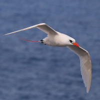 Red-tailed Tropicbird